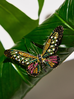 Broszka z kolorowym motylem Papillon II BRPI0014